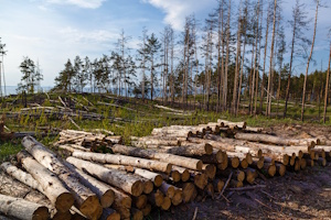 waldkiefernholzstamme die von der holzindustrie gefallt wurden zerstorung eines kiefernwaldes durch holzeinschlag - Happy winners at the Super Gift Award